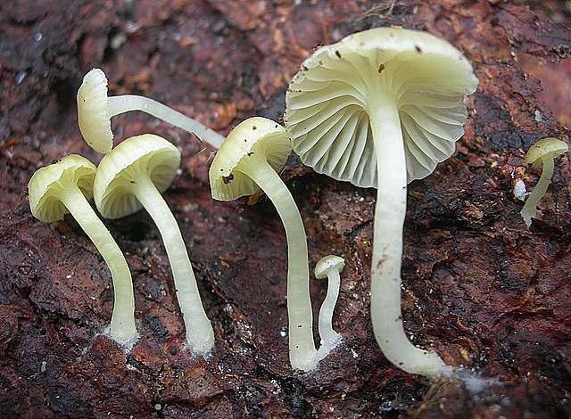 Prima  dell�era  glaciale